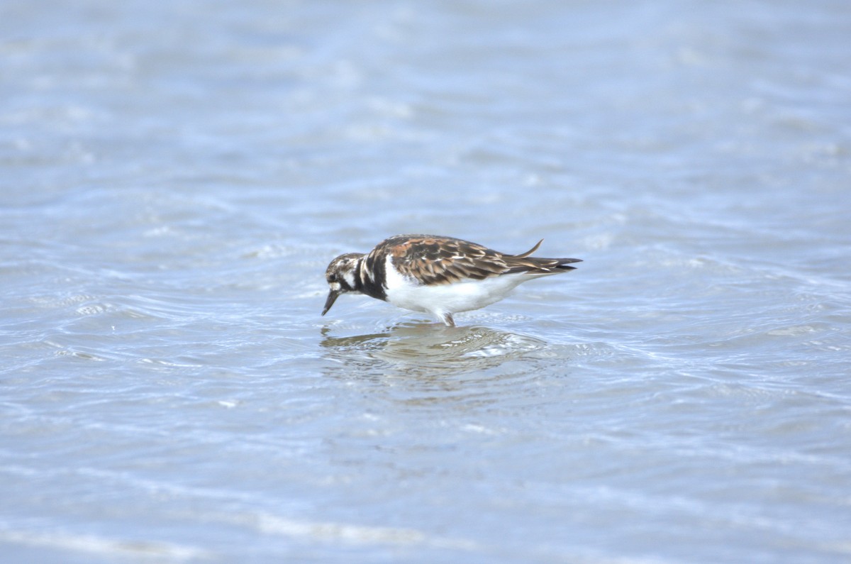 Ruddy Turnstone - Umut Özten