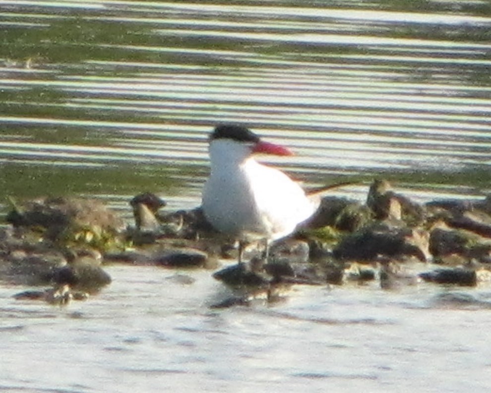 Caspian Tern - Jeffrey C and Teresa B Freedman