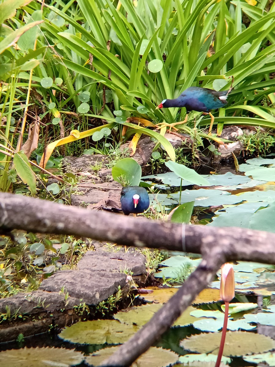 Purple Gallinule - Alejandro Quiros