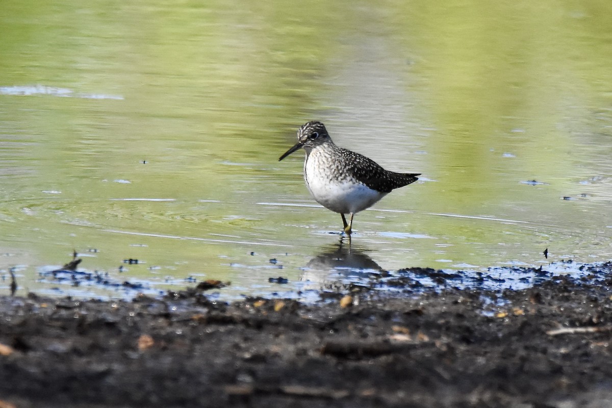 Solitary Sandpiper - Benoit Goyette