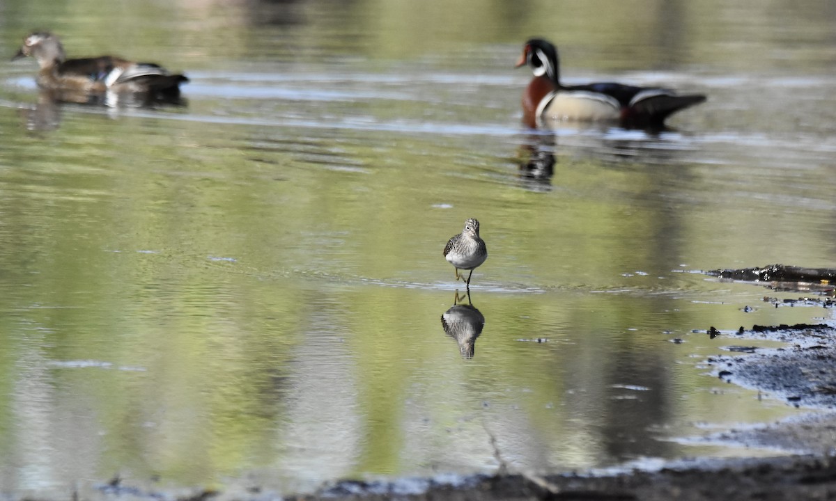 Solitary Sandpiper - Benoit Goyette Nathalie Fortin