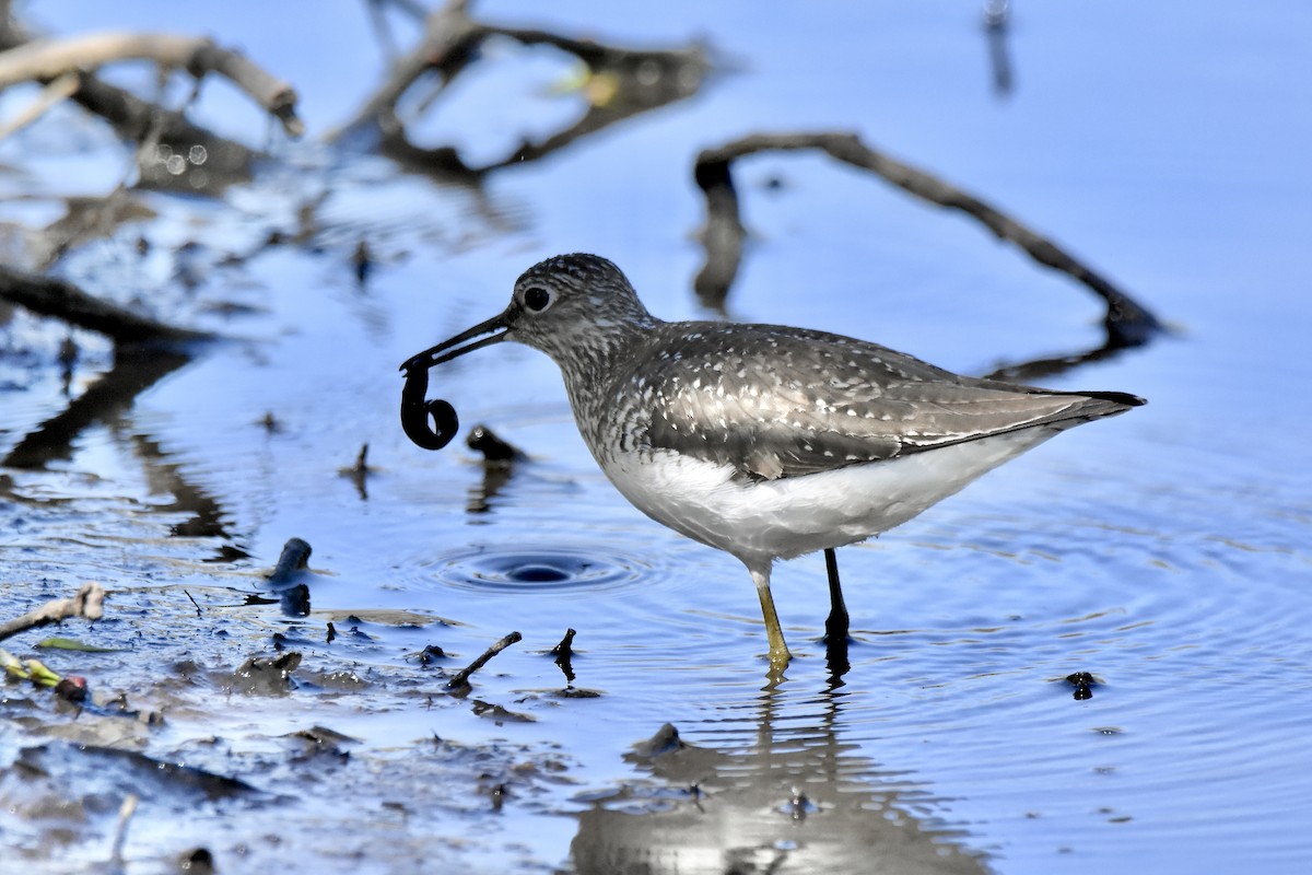 Solitary Sandpiper - Benoit Goyette