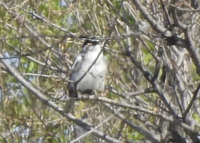 Loggerhead Shrike - Kris Eichers