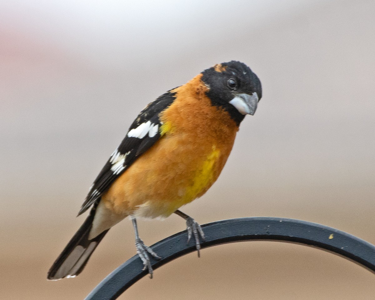 Black-headed Grosbeak - Nate Gowan