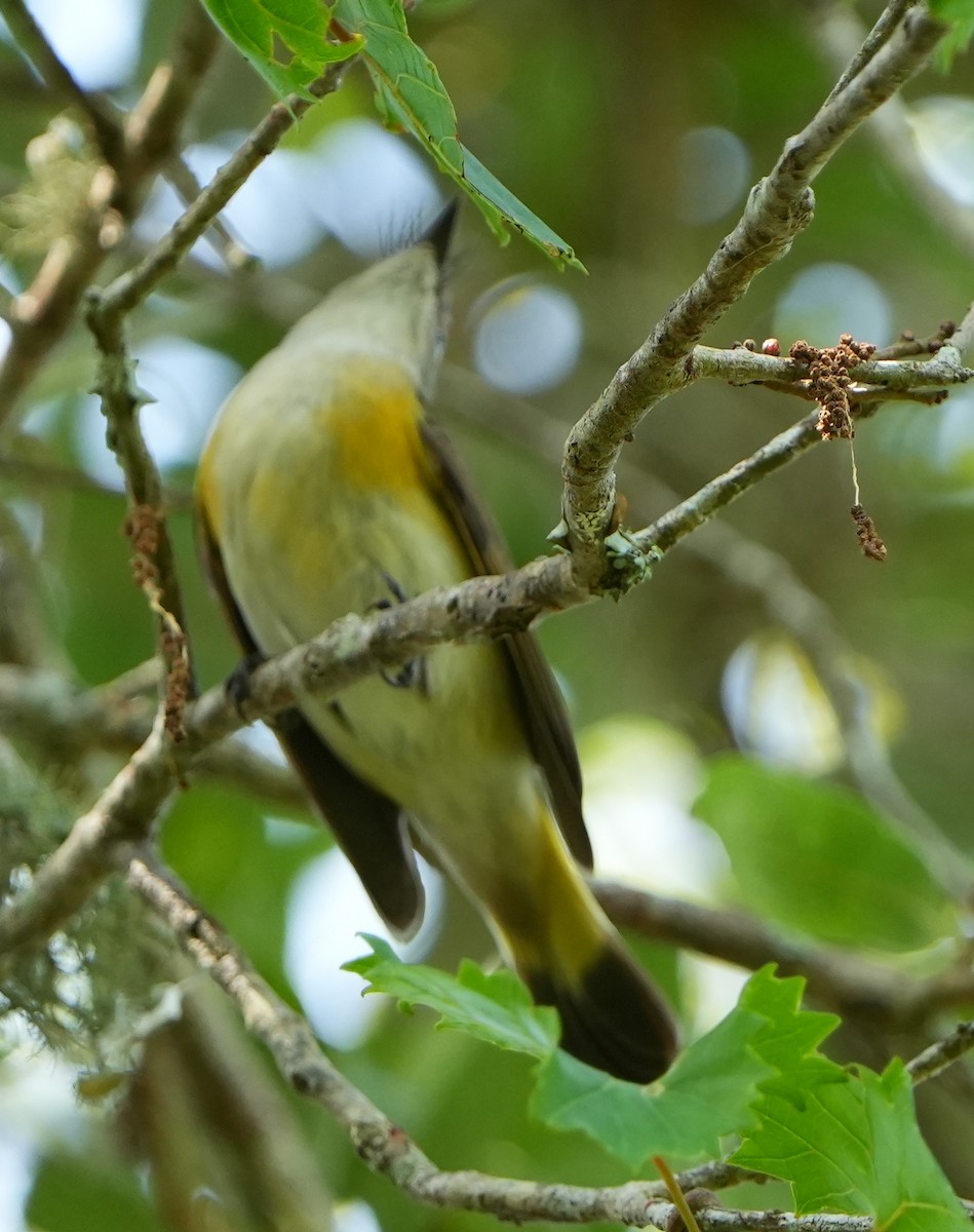 American Redstart - Dave Bowman