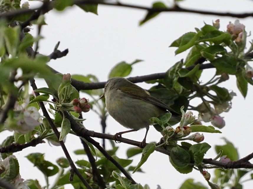 Red-eyed Vireo - Rosanne Petrich