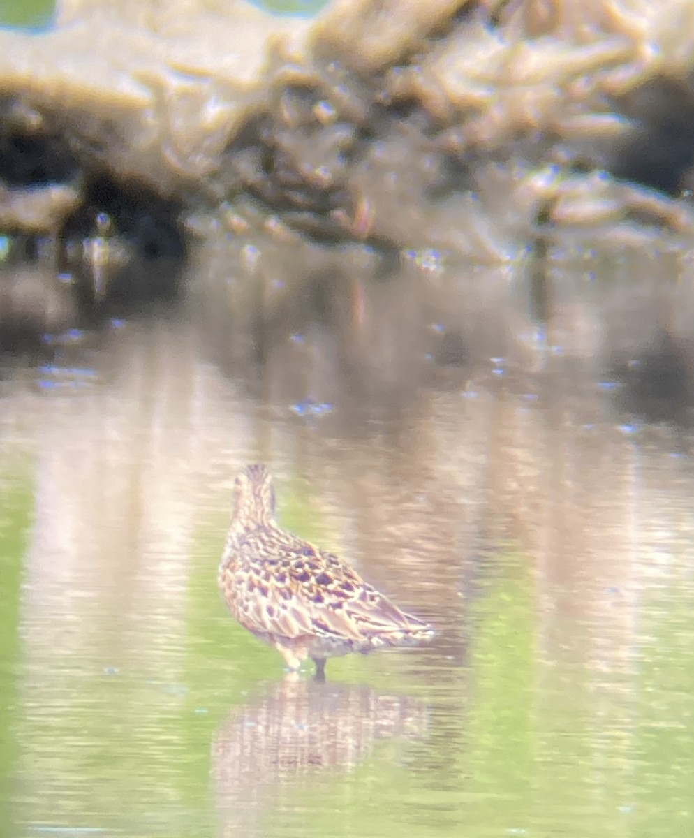 Long-billed Dowitcher - Cole Bauer