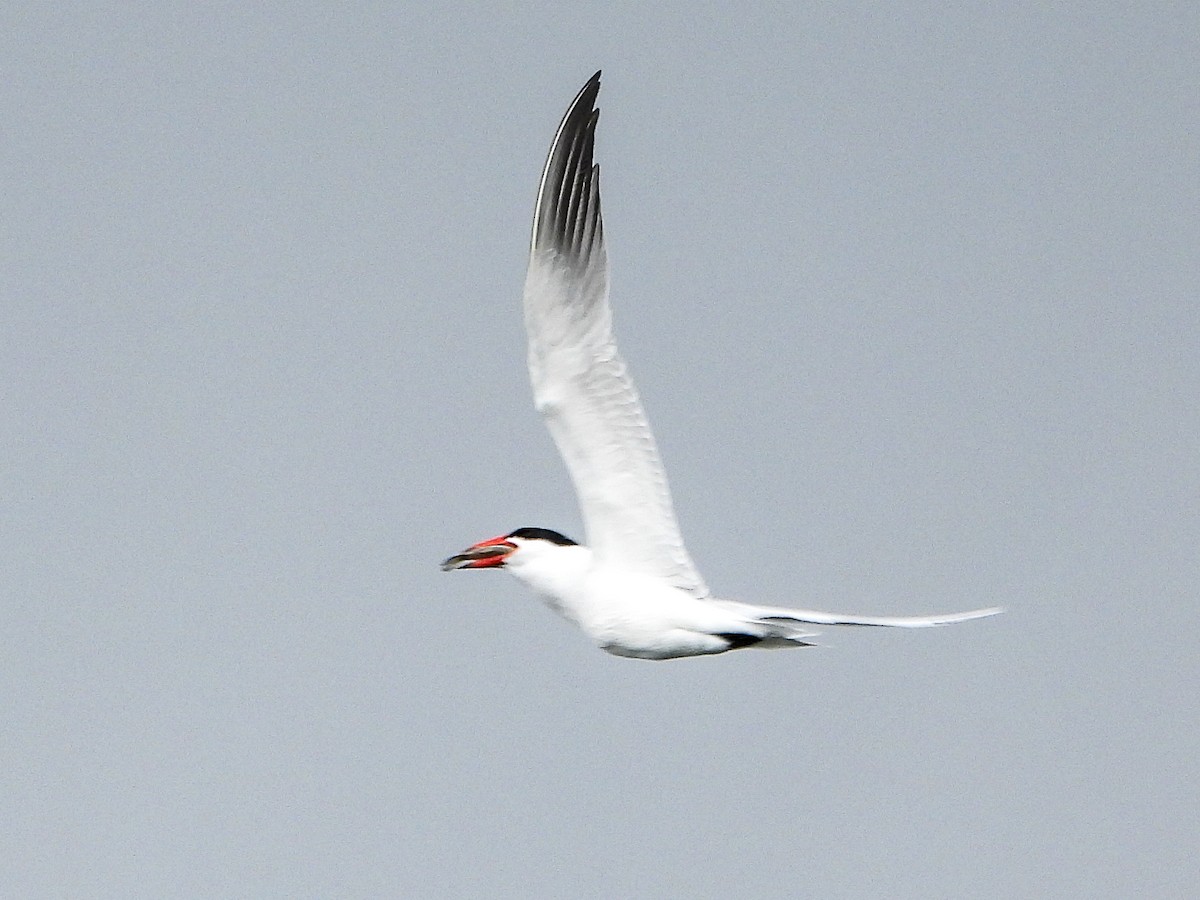 Caspian Tern - Tamara Aho