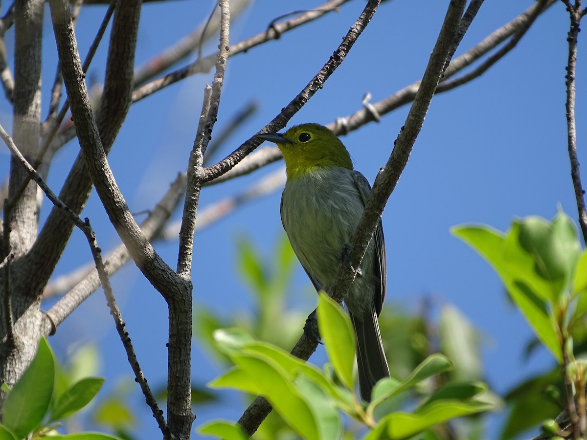 Yellow-headed Warbler - Adrian Domínguez