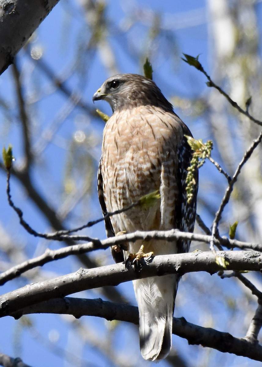 Red-shouldered Hawk - Benoit Goyette