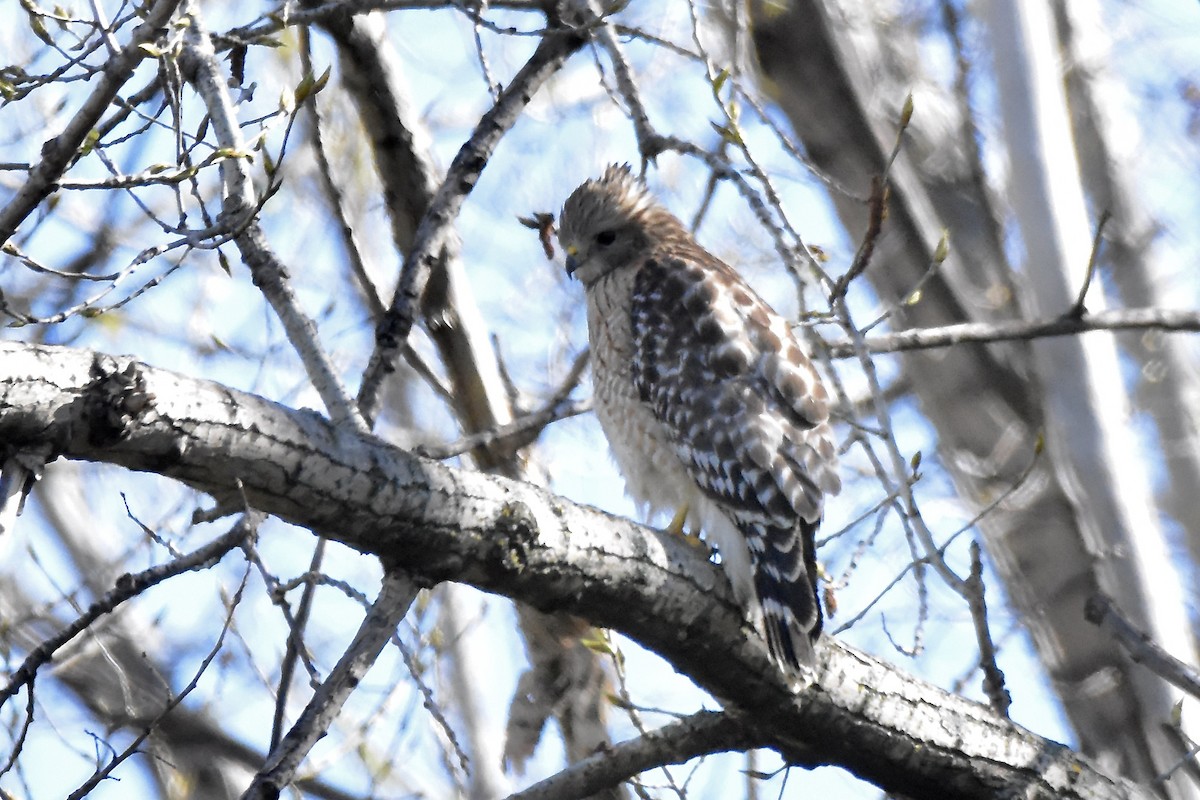 Red-shouldered Hawk - Benoit Goyette