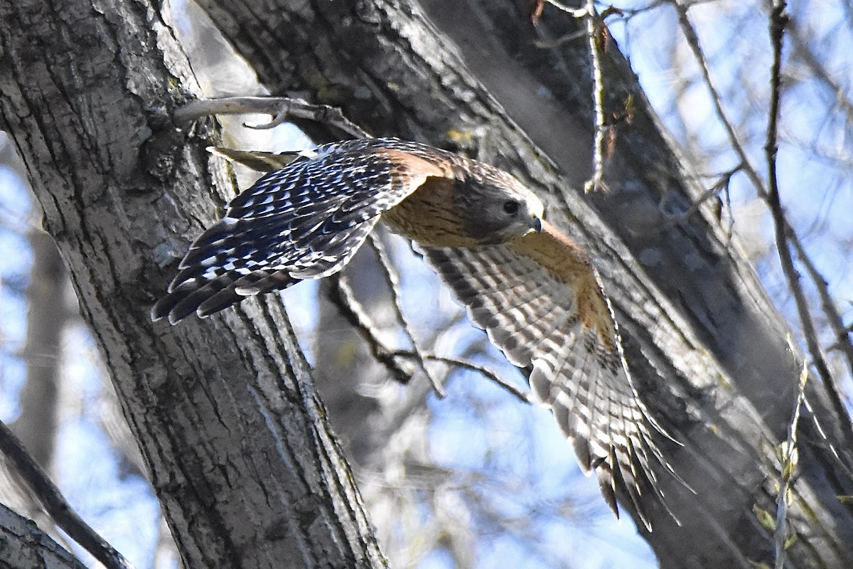 Red-shouldered Hawk - Benoit Goyette