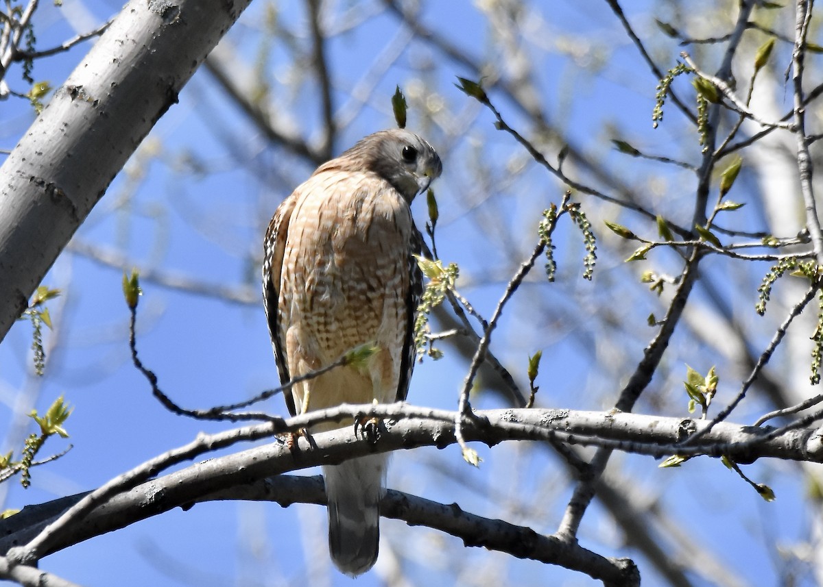 Red-shouldered Hawk - Benoit Goyette