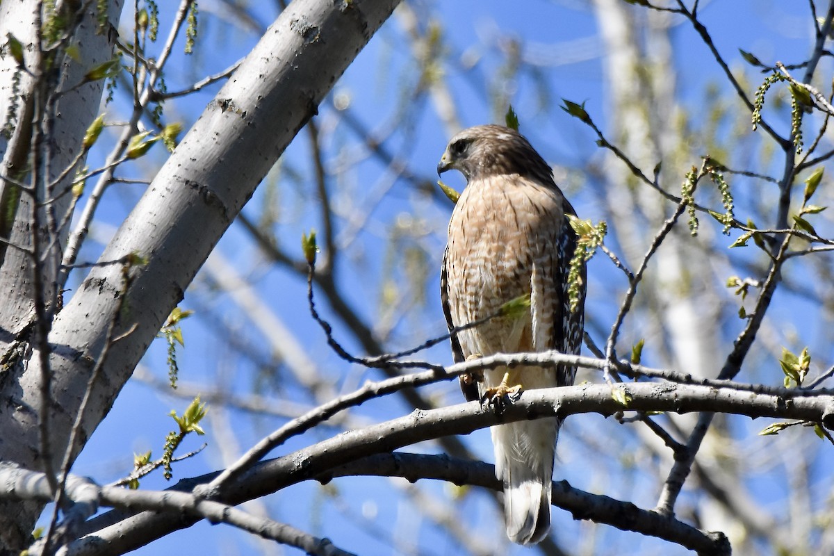 Red-shouldered Hawk - Benoit Goyette