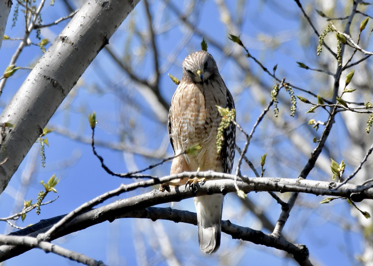 Red-shouldered Hawk - Benoit Goyette