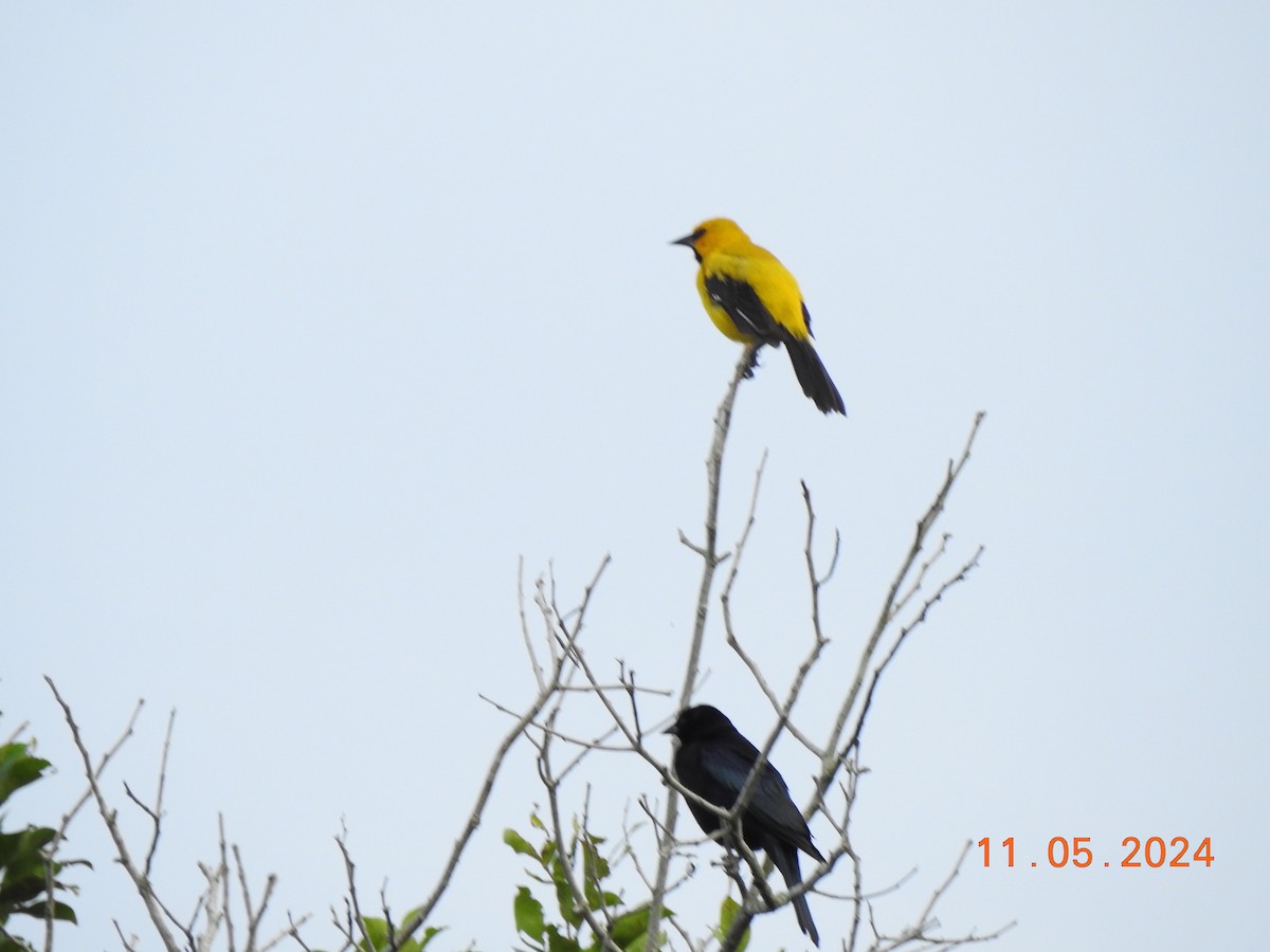 Yellow Oriole - Miguel Cruz Leyva