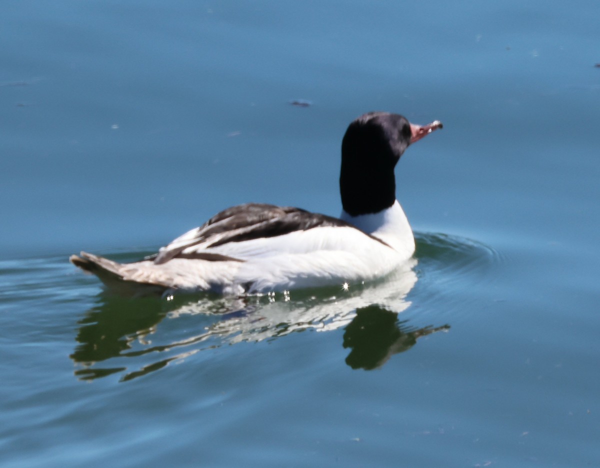 Common Merganser - Vince Folsom