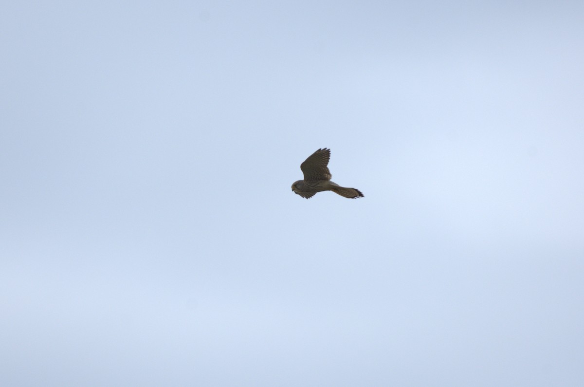 Eurasian Kestrel - Umut Özten