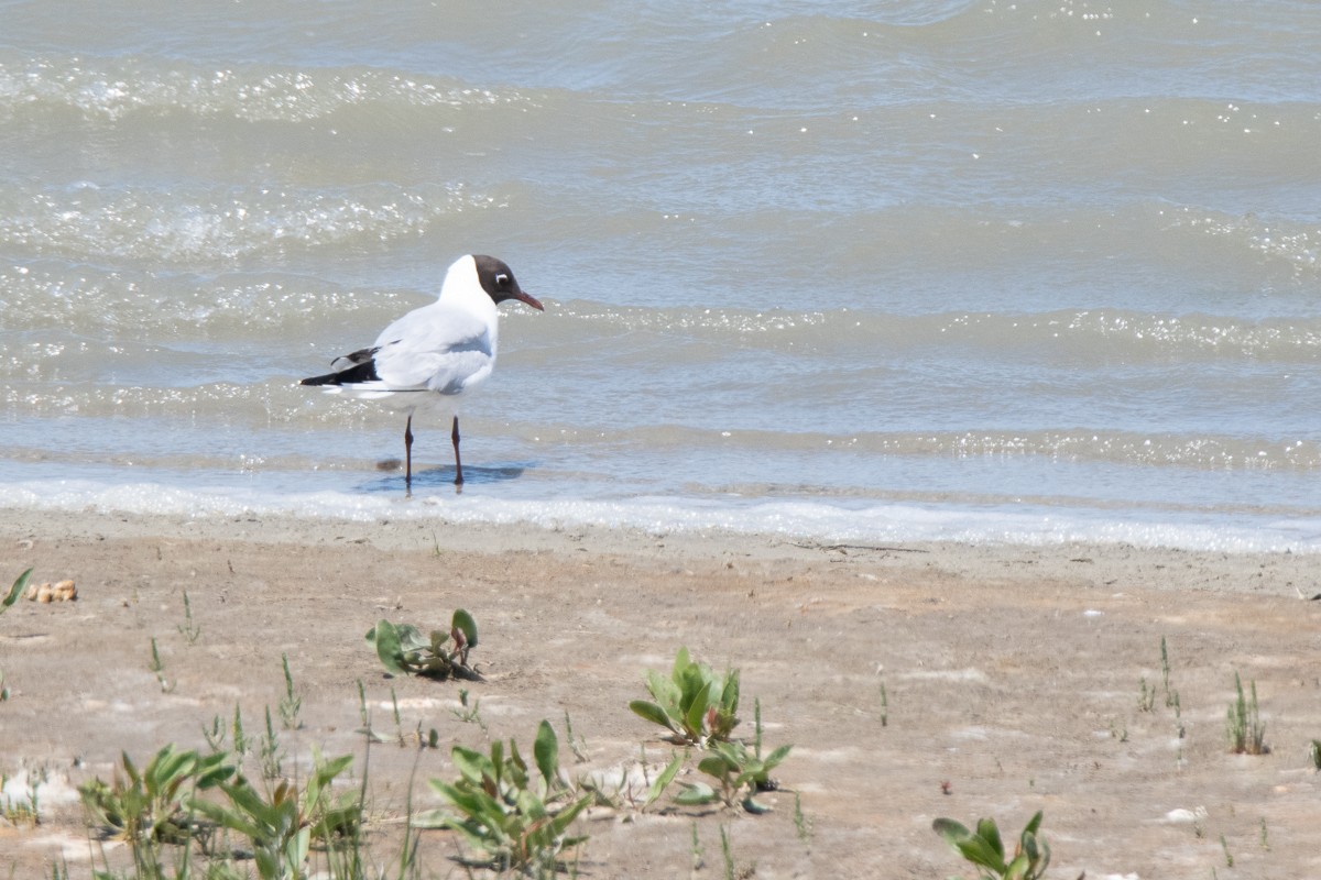 Black-headed Gull - Guido Van den Troost