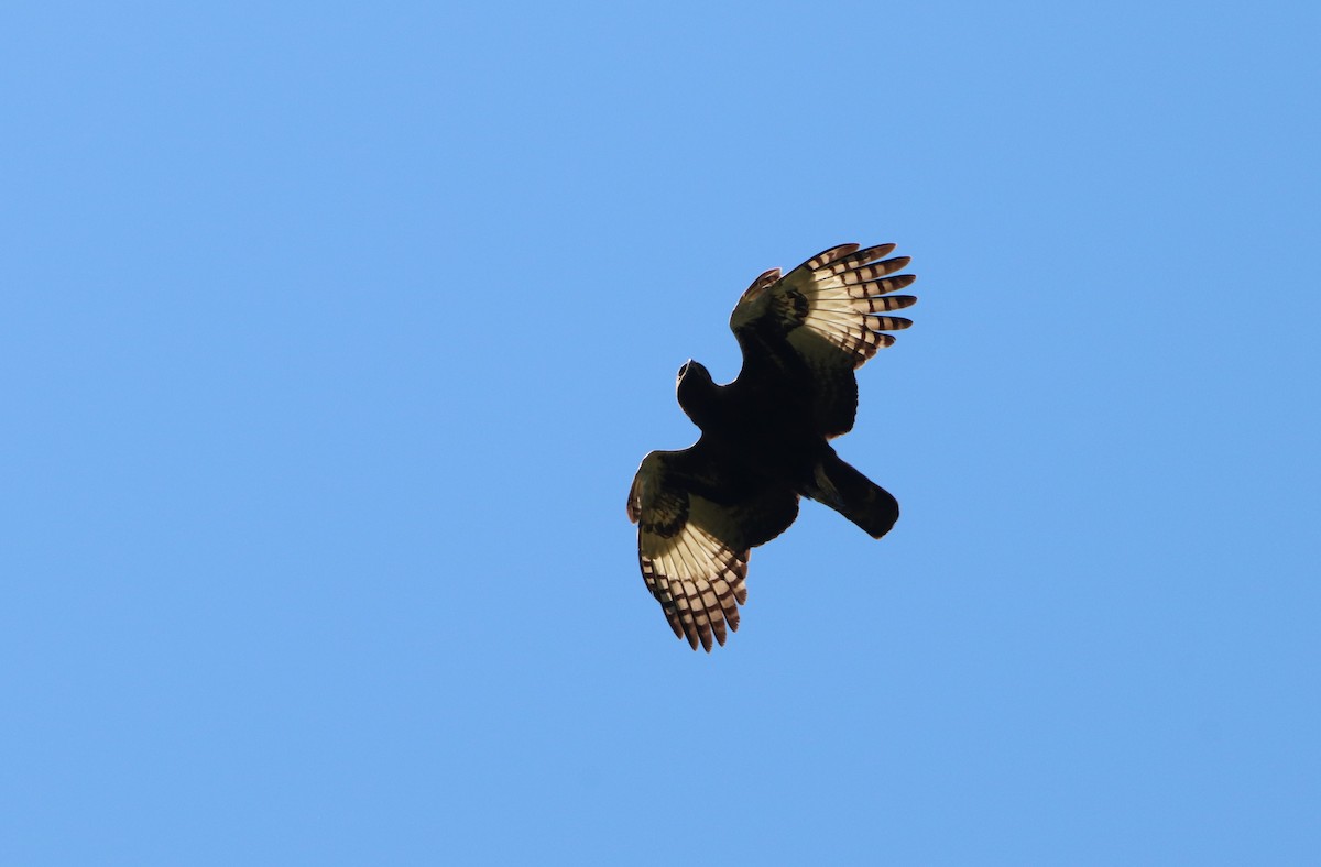 Long-crested Eagle - Chad Vanden Bosch