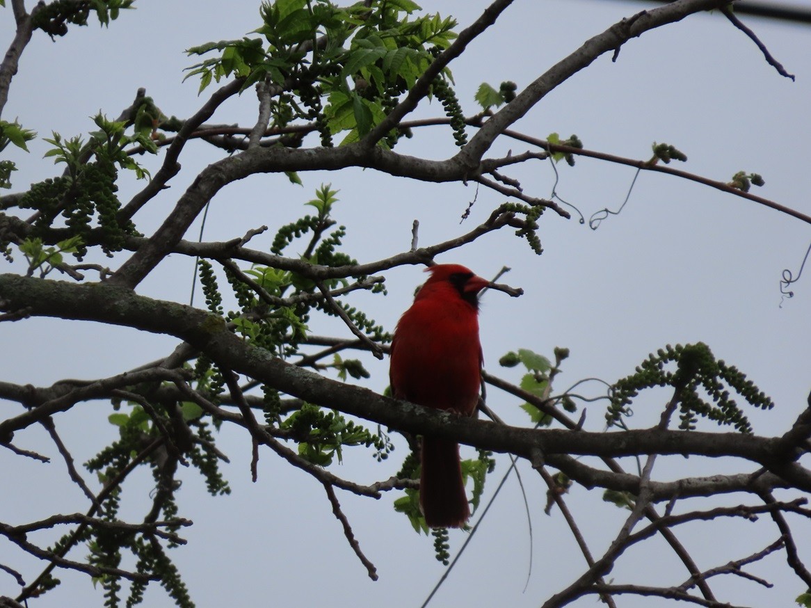 Northern Cardinal - ML618829318