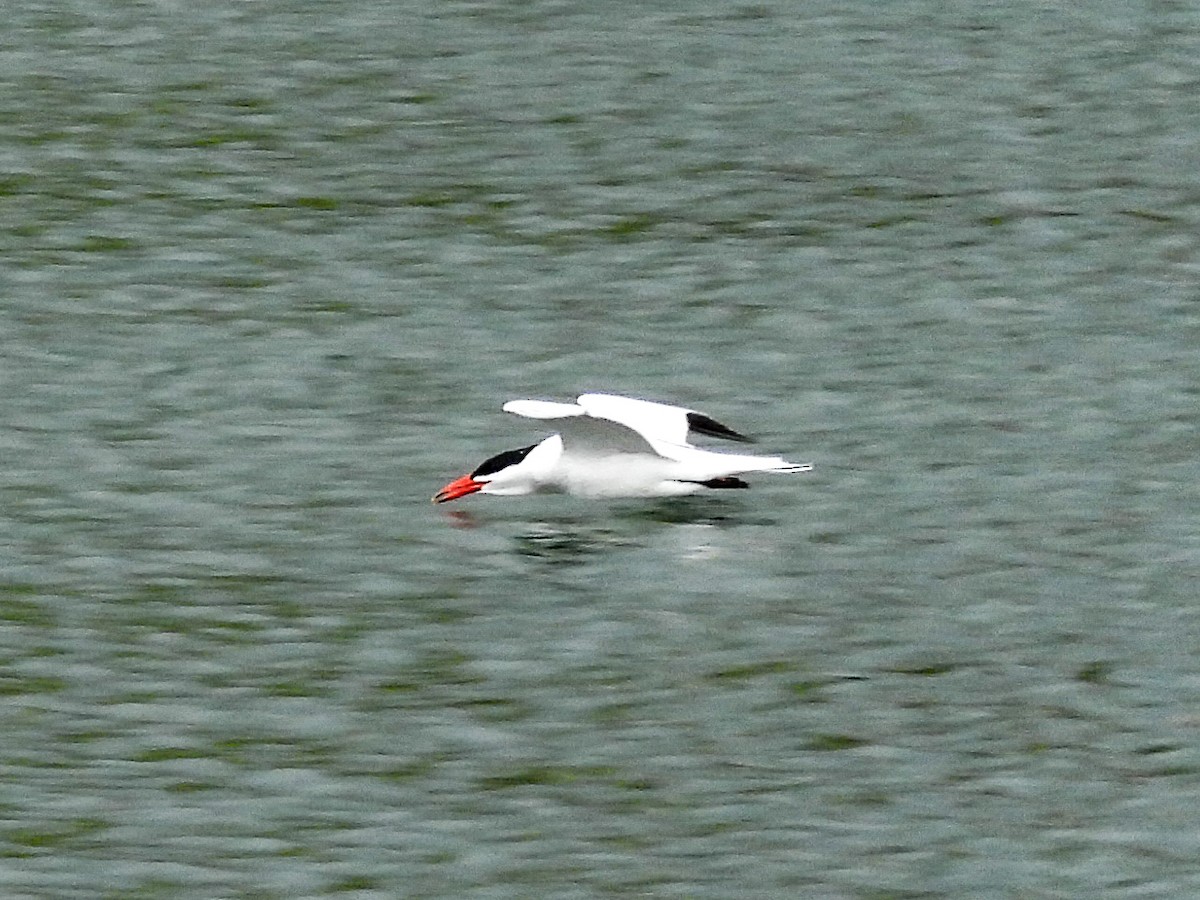 Caspian Tern - Tamara Aho