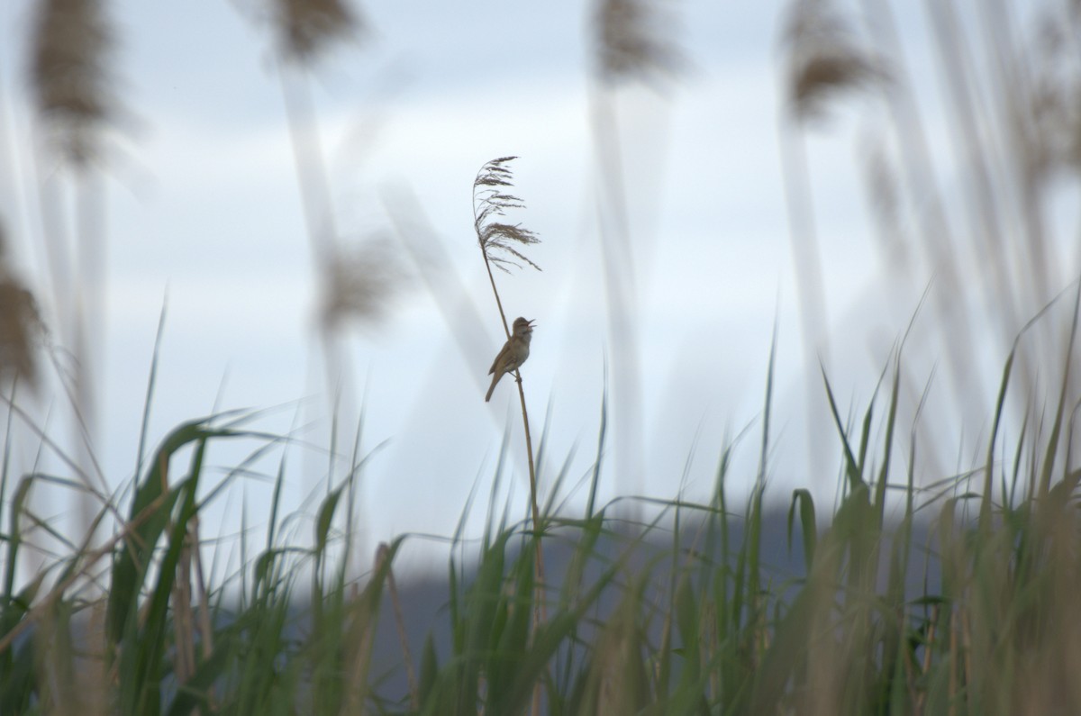 Great Reed Warbler - Umut Özten