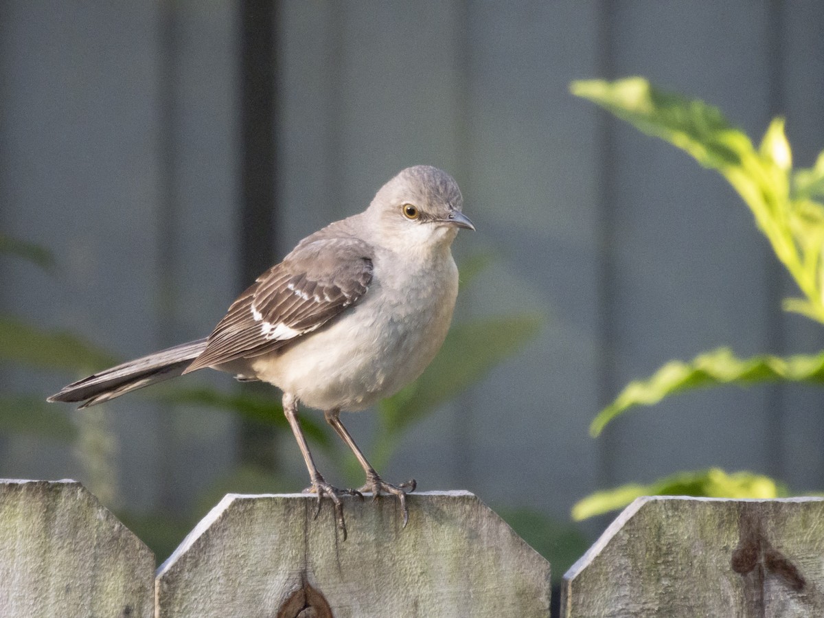 Northern Mockingbird - Carol Bailey-White