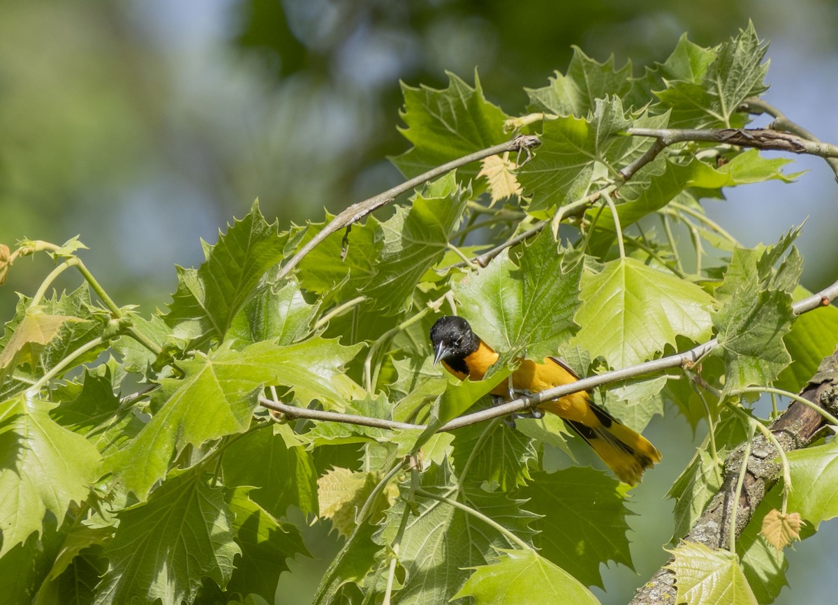 Baltimore Oriole - Liz Pettit