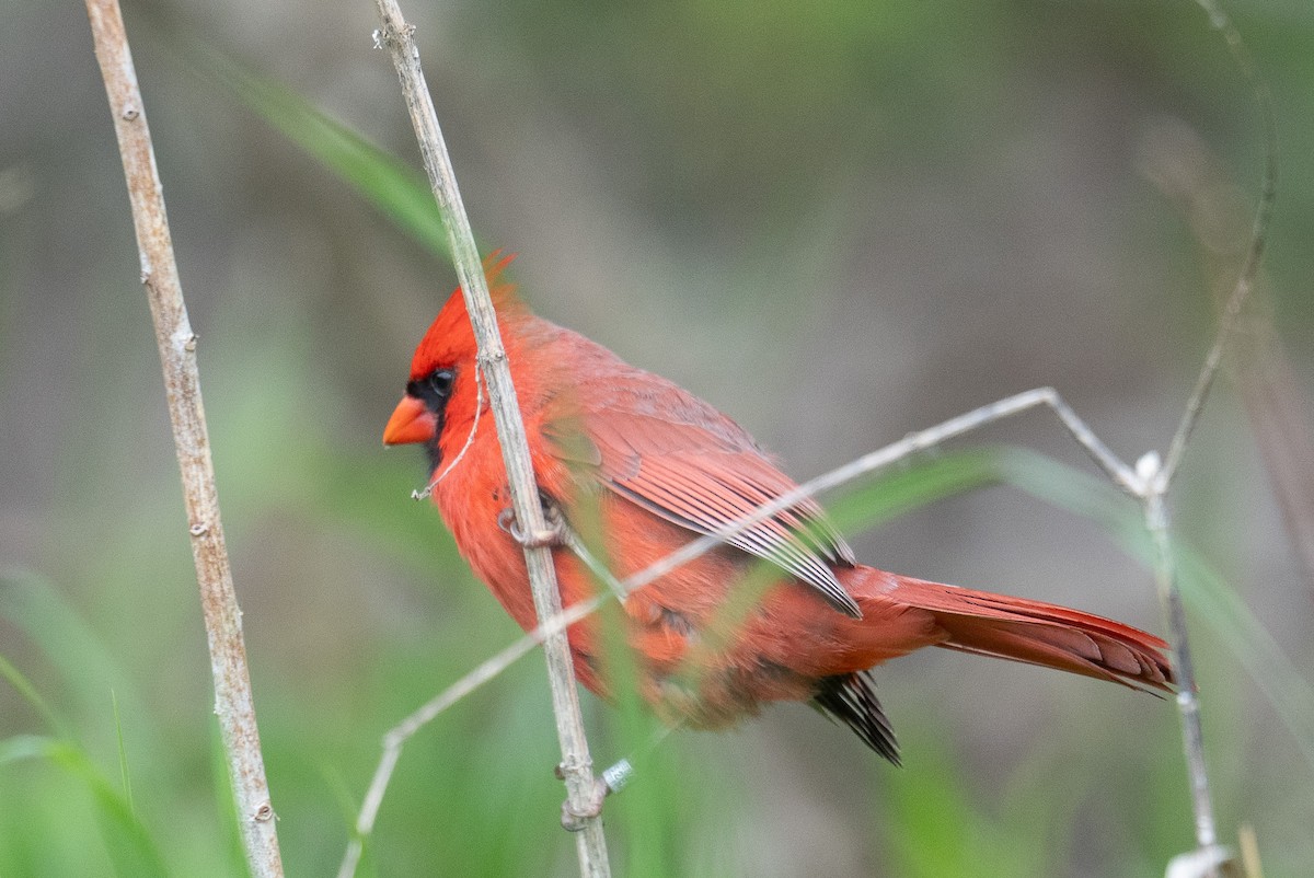 Northern Cardinal - Hannes Breuninger