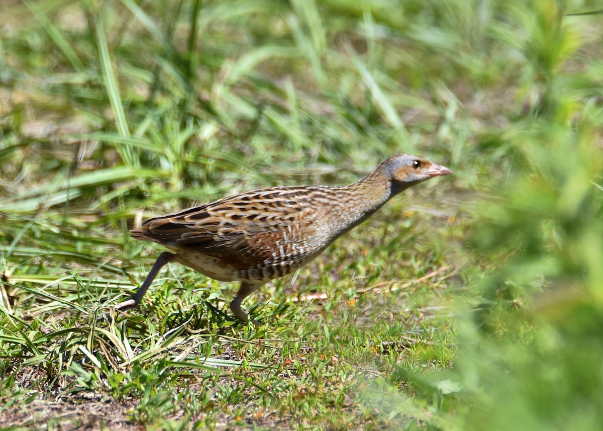 Corn Crake - Oleh Sheremet