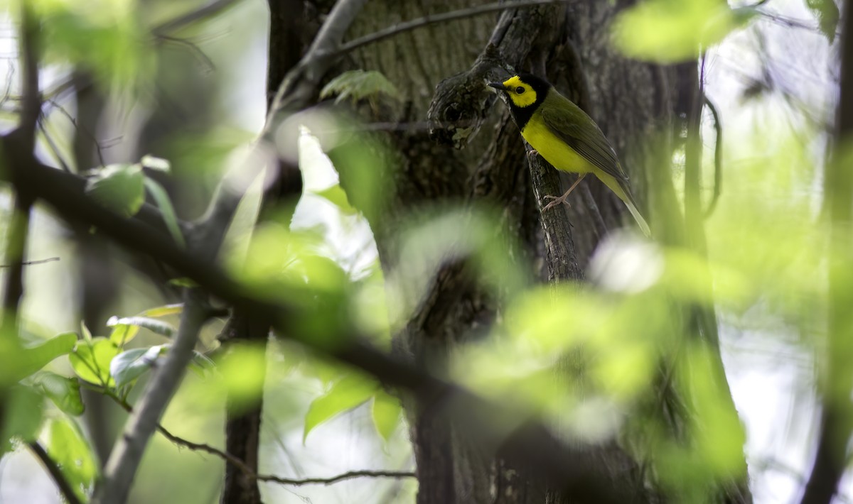 Hooded Warbler - Alex Eberts