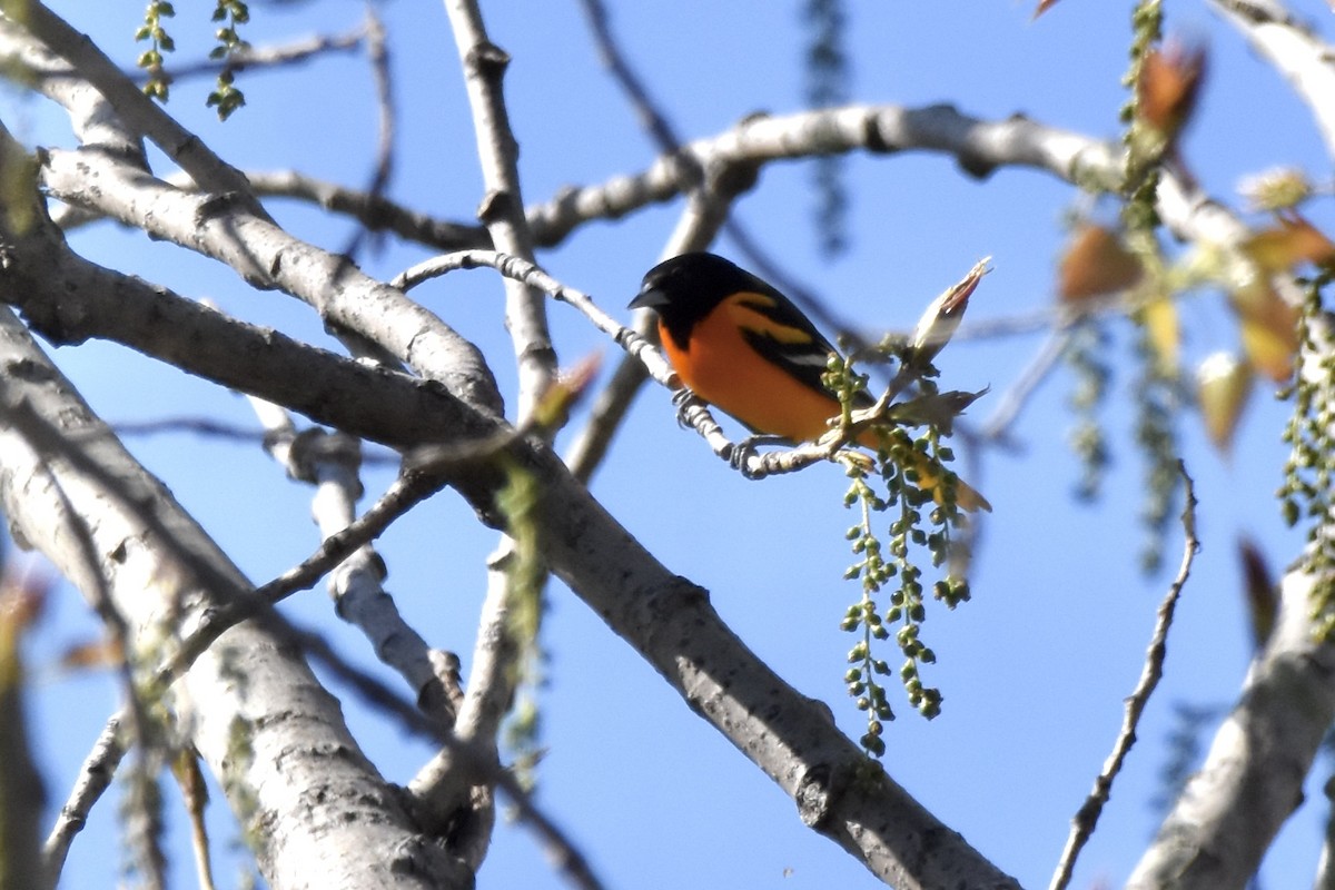 Baltimore Oriole - Benoit Goyette