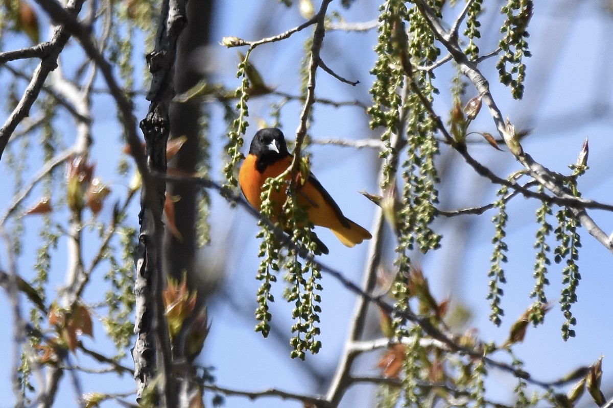 Baltimore Oriole - Benoit Goyette