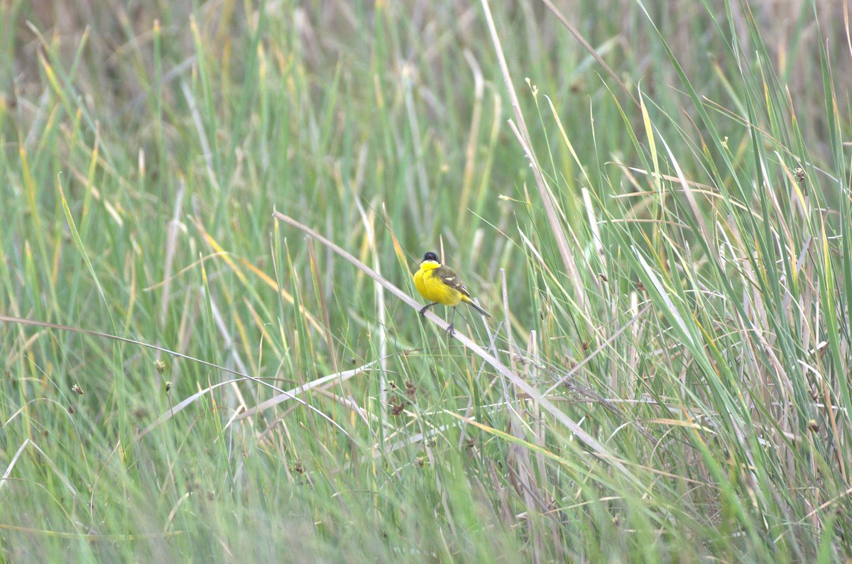 Western Yellow Wagtail - Umut Özten