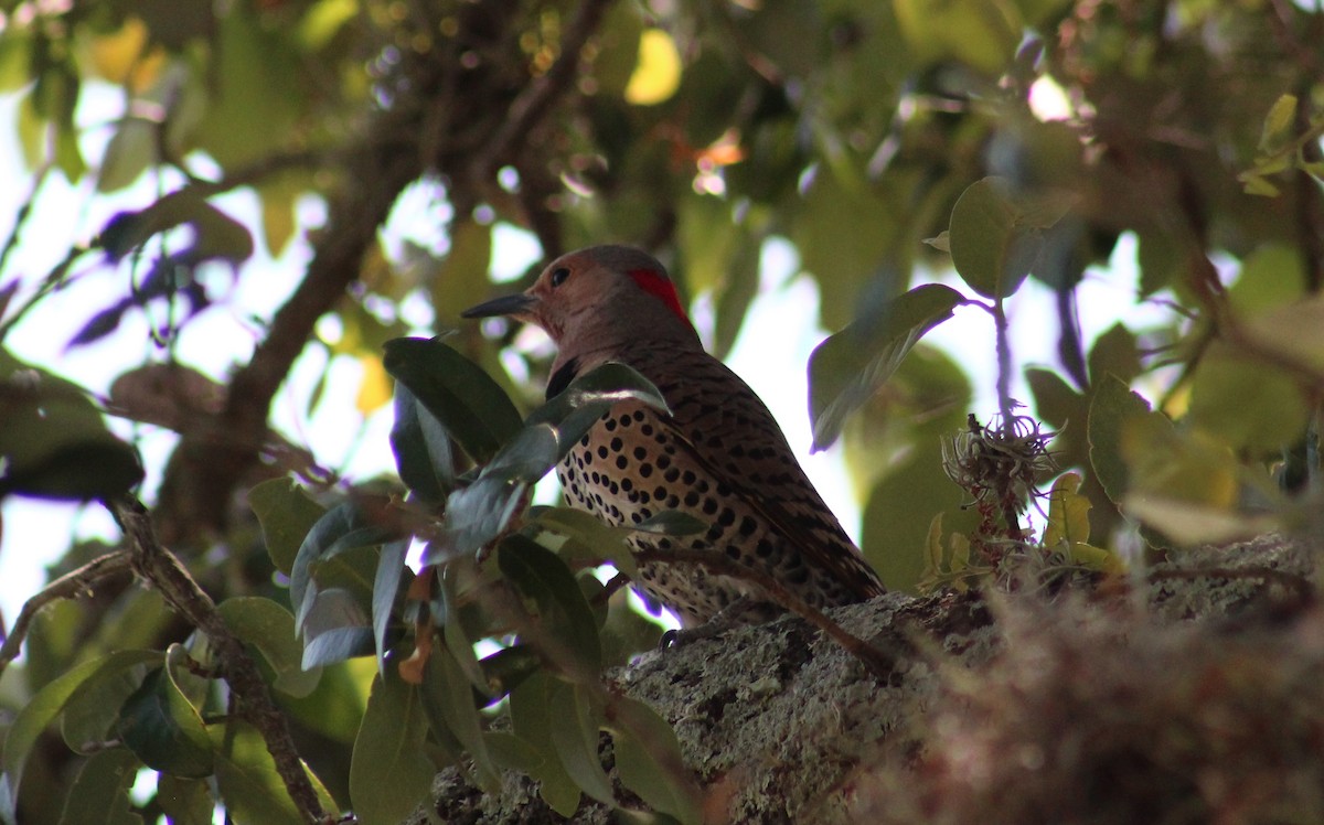 Northern Flicker (Yellow-shafted) - Maria Morelli