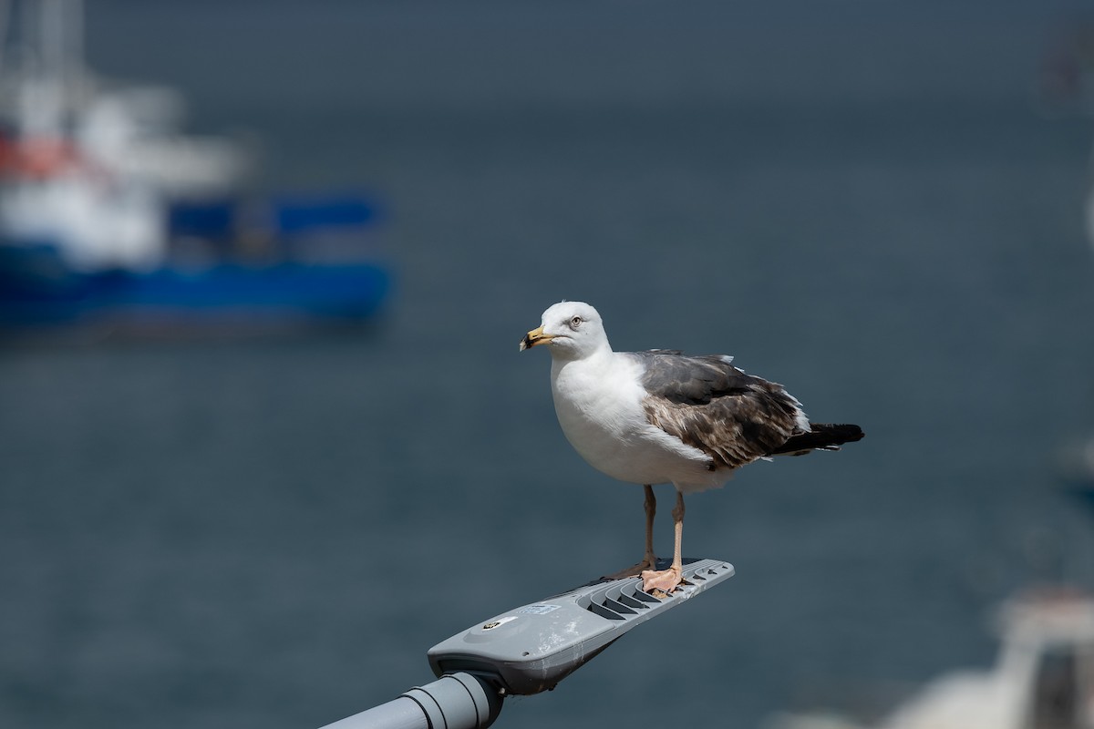 Lesser Black-backed Gull - Luis Guillermo