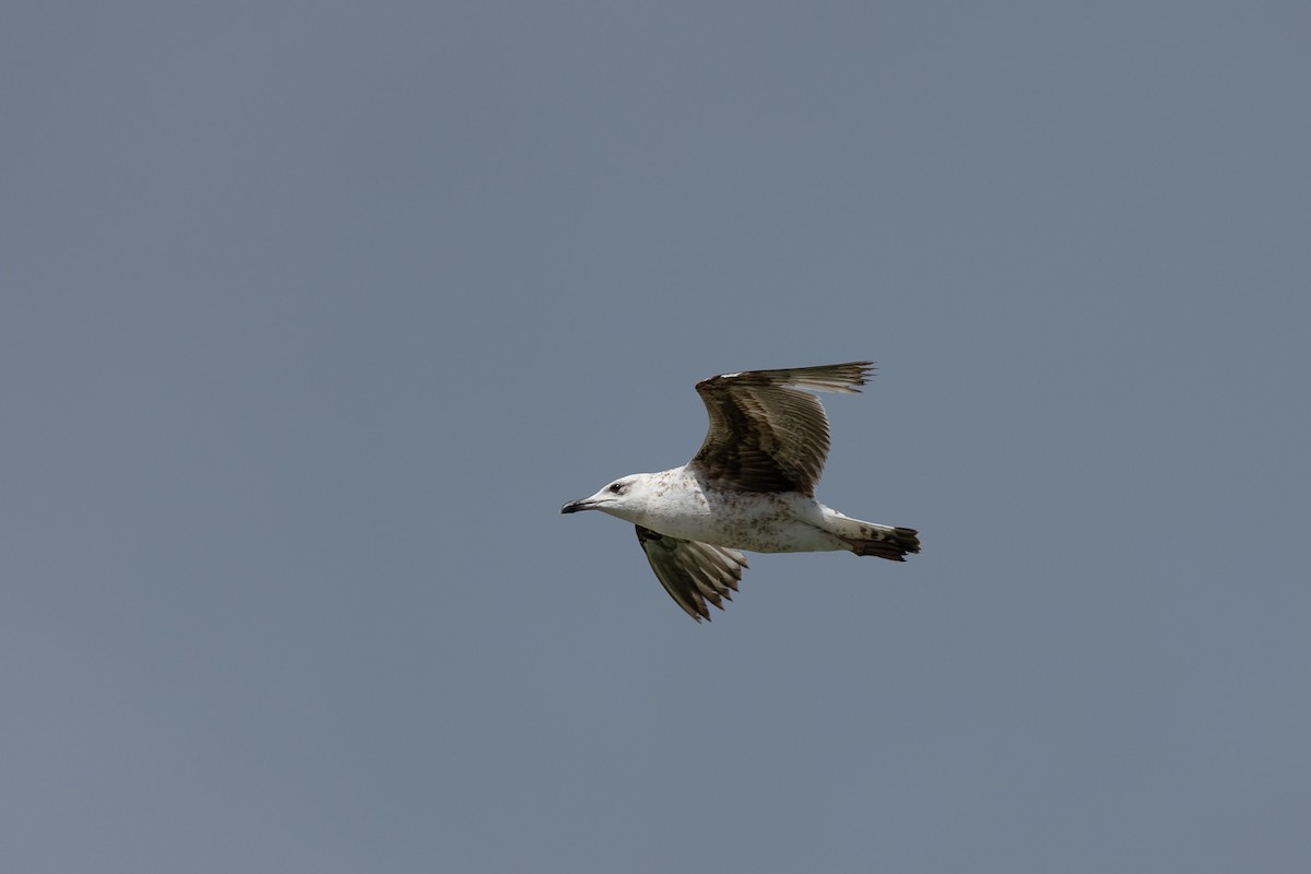 Lesser Black-backed Gull - Luis Guillermo
