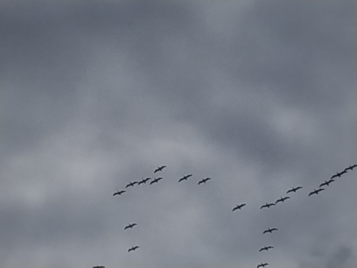 American White Pelican - ML618829426