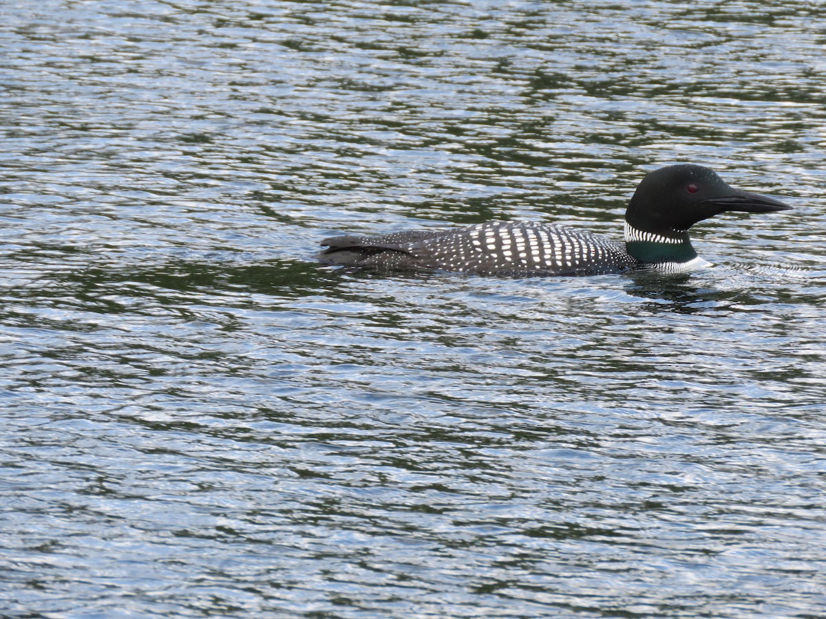 Common Loon - ML618829436