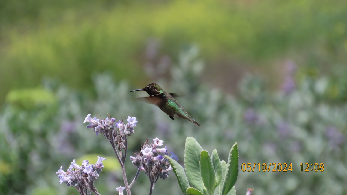 Anna's Hummingbird - Zehava Purim-Adimor