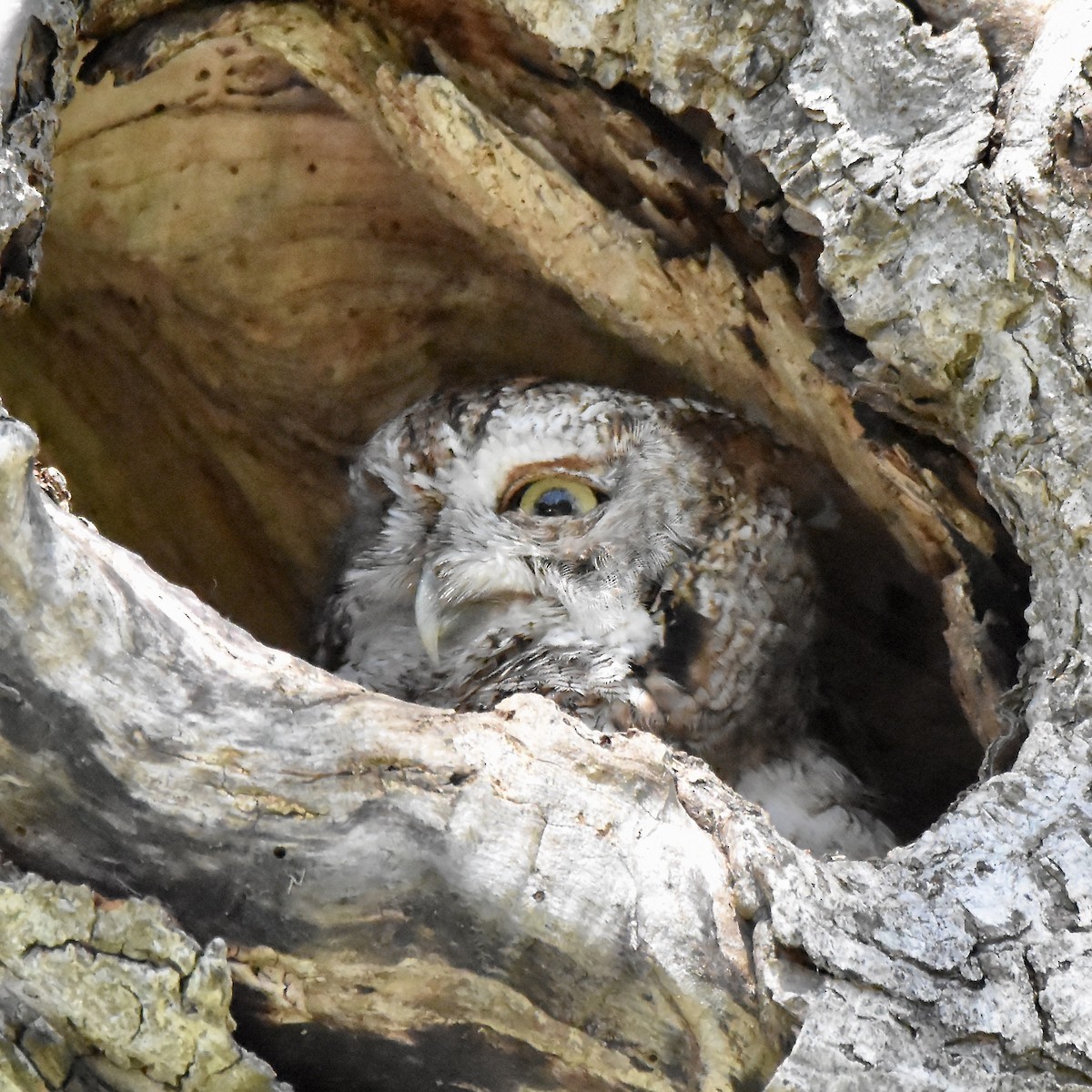 Eastern Screech-Owl - Benoit Goyette Nathalie Fortin