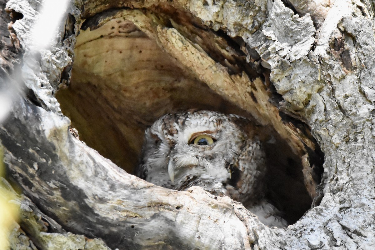 Eastern Screech-Owl - Benoit Goyette