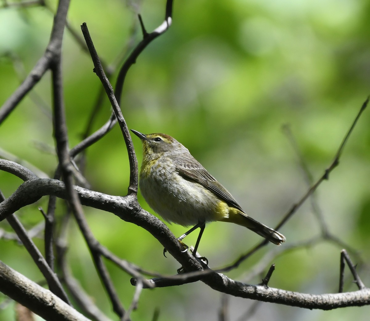 Palm Warbler - ML618829449