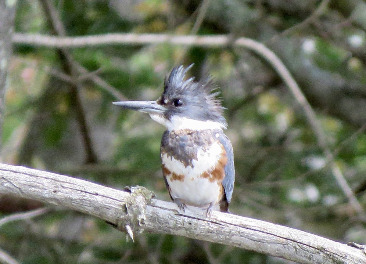 Belted Kingfisher - ML618829450