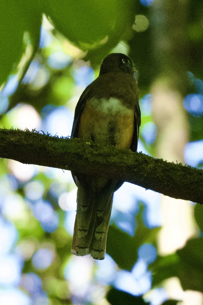 Collared Trogon (Orange-bellied) - ML618829458