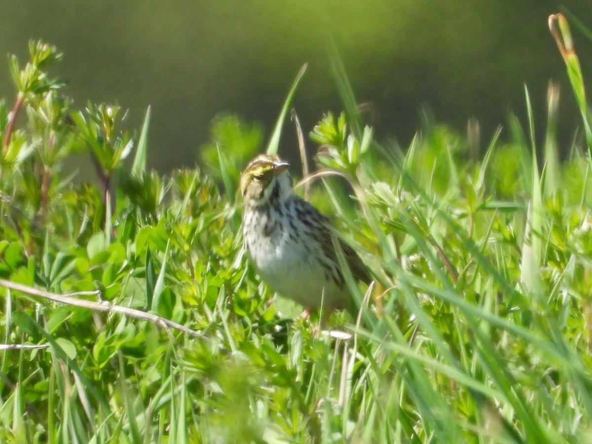 Savannah Sparrow - L Falardeau