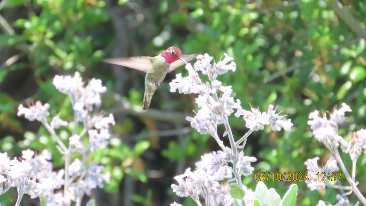 Anna's Hummingbird - Zehava Purim-Adimor