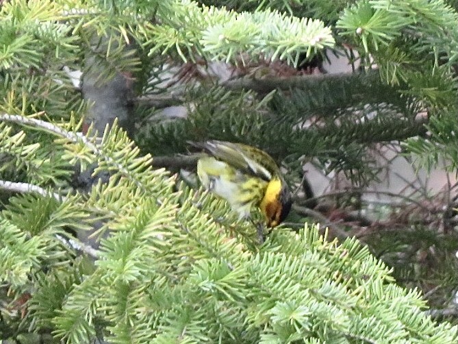 Cape May Warbler - ML618829496