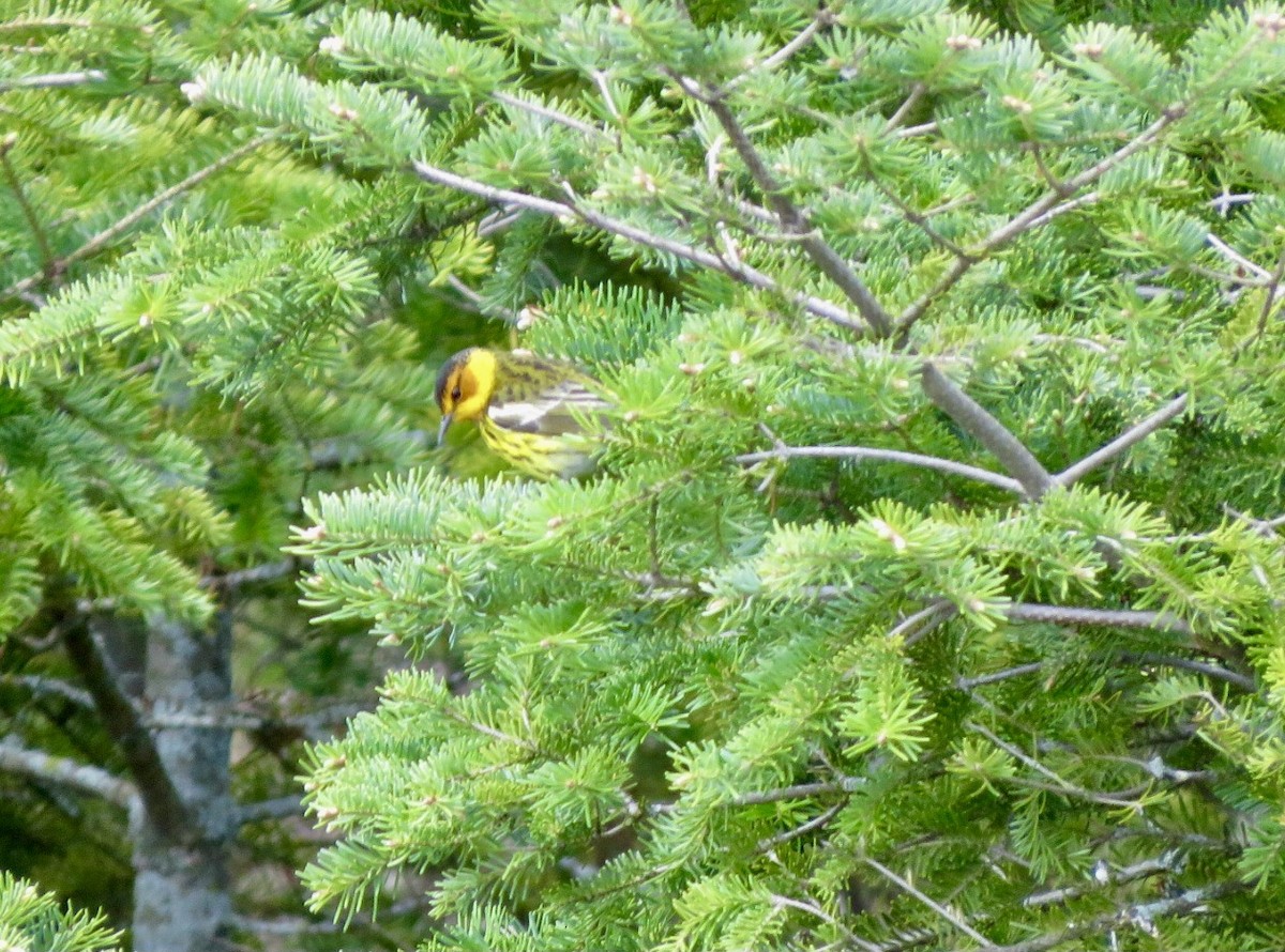 Cape May Warbler - ML618829497